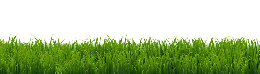 Fototapeta premium green grass isolated on white