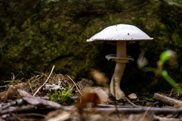 Close-up of a mushroom with a white cap