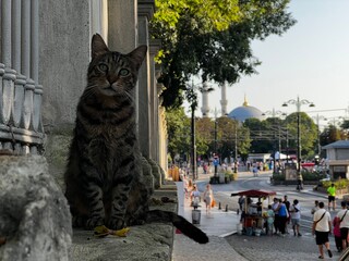 Obraz premium cat in the street
