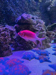 fish in aquarium