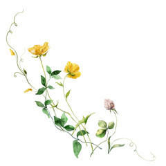 Watercolor meadow flowers bouquet of yellow buttercups and clover. Hand painted floral illustration isolated on white background. For design, print, fabric or background. Poster for interior.