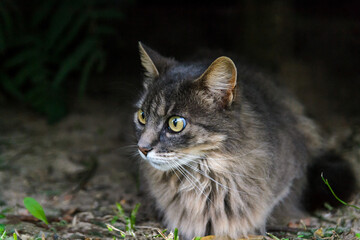 Gato Peludo em Fundo Natural Escuro Olhando para o lado