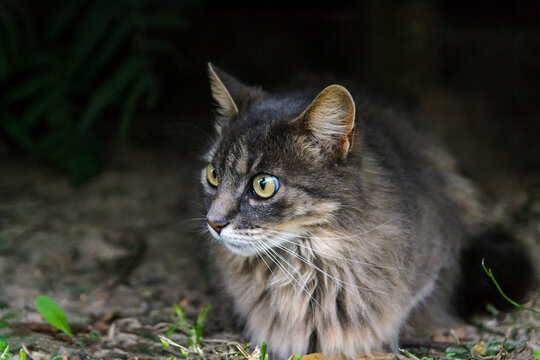 Felina Bilder – Durchsuchen 6,164 Archivfotos, Vektorgrafiken und ...