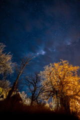 Fototapeta na wymiar Baobab Tree Botswana Night
