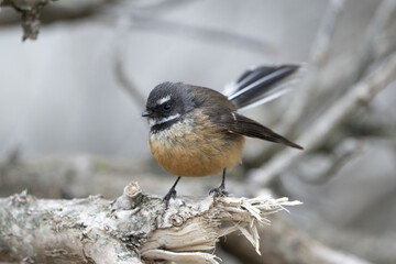 New Zealand native Fantail bird