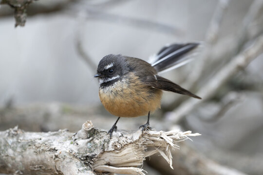 New Zealand Fantail Images – Browse 747 Stock Photos, Vectors, and ...