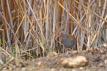Water Rail coming out of the reeds.