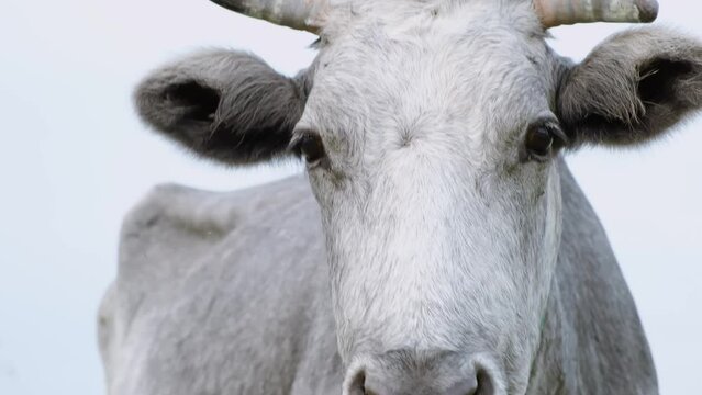 Grey cow eating green grass on the field. One animal looking at the camera. Cattle farmland. Face close-up. Nature life. Livestock in the meadow. Organic food.