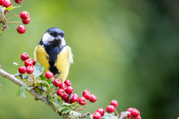 Vibrant Great Tit (Parus major) perched on a hawthorn branch full of bright red berries - Yorkshire, UK in September - obrazy, fototapety, plakaty