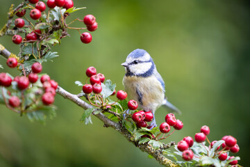 Beautiful Blue Tit (Cyanistes caeruleus) perched on a hawthorn branch full of bright red berries - Yorkshire, UK in September - obrazy, fototapety, plakaty