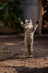 Kitten stands in a funny pose