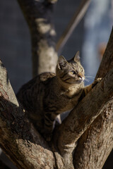 cat on tree