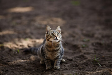 Kitten sitting on a tree