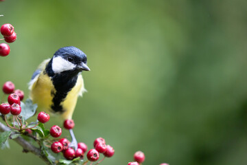 Colourful Great Tit (Parus major) perched on a hawthorn branch full of bright red berries - Yorkshire, UK in September