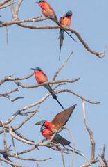 Beeeaters South Luangwa Zambia
