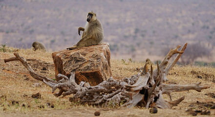 Sitting Yellow Baboon on african savanna at Tsavo East National Park in Kenya