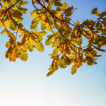 Yellow bright and beautiful oak leaves in autumn against a clear blue sky, autumn background with free space