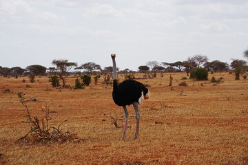 Male Masai Ostrich on african savanna at Tsavo East National Park in Kenya