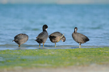 A group of Eurasian Coots cleaning by the water.