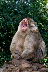 Macaque monkey in the monkey's forest at Rocamadour in France