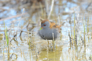 Little Crake foraging in the water.