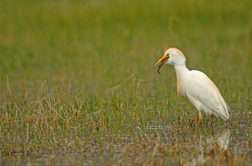Obraz premium Western Cattle Egret hunting frogs.