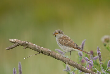 Red-backed Shrike eating a bee on a twig.