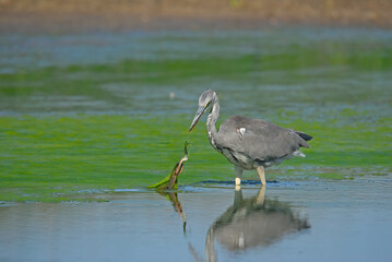 Grey Heron hunting snakes in a wetland.