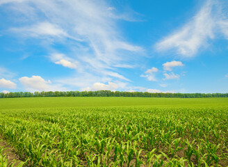 Corn field and blue sky. - 649034400
