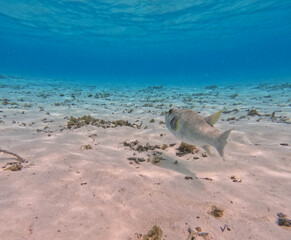 White-spotted puffer fish in French Polynesia