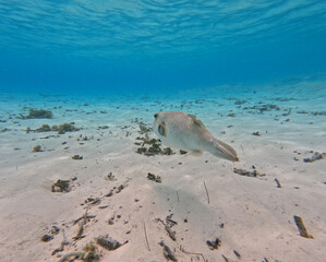 White-spotted puffer fish in French Polynesia