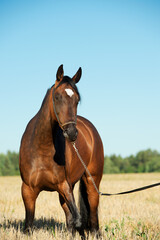 portrait of beautiful bay filly posing at  the rye field at sunny evening. close up