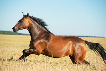 beautiful bay filly running speedily at  the rye field freely at sunny evening. close up