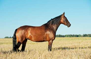 portrait of beautiful bay filly posing at  the rye field  at sunny evening. close up