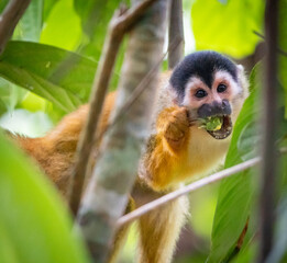 Monkey Eating Corcovado Costa Rica