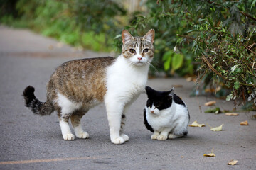 Mother cat with kitten on autumn street. Two cats on a road