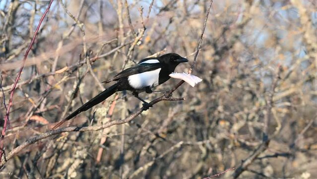 Common magpie Pica pica. A bird is sitting on a branch of a bush eating lard. Another bird arrives. Slow motion.