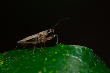 Newborn little strange insect bug nymph macro close-up with black background and a green leaf