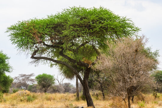Young lioness (Panthera leo) lying on a tree at Tarangire national park, Tanzania. Wildlife photo