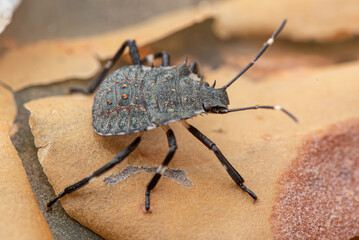 The southern green stink bug Nezara viridula young nymph climbing a wood