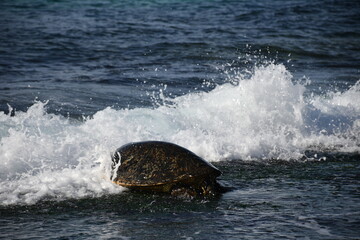 Fototapeta premium Hawaiian Green Sea Turtle