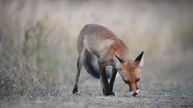 Red fox Vulpes vulpes in the habitat. A fox walks along the road in the grass. The fox takes the food and leaves.. Slow motion.