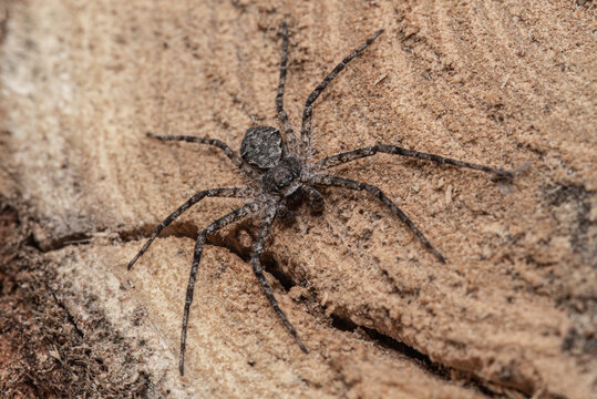 Spider crawing on a pine wood trunk in the deforestation area