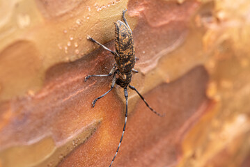 Cerambycidae bug hanging out on pine wood in the forest summertime