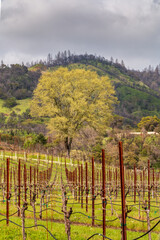 Fototapeta premium A vineyard of dormant vines are in green field of grass. Metal stakes can be seen in row in the field. A tall tree is turning fall colors in the background. There is hill and cloudy sky behind the tr