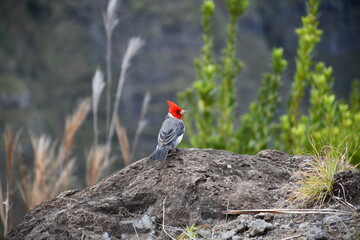 Red-crested cardinal (Paroaria coronata) | Kauai | Hawaii
