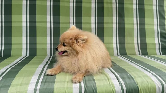 Sick ill cute Pomeranian Spitz dog is coughing outdoors