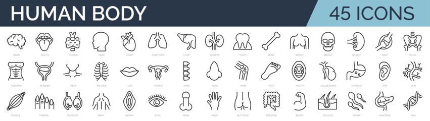 Set of 45 outline icons related to human body, anatomy. Linear icon collection. Editable stroke. Vector illustration - obrazy, fototapety, plakaty