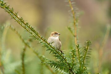 Female House Sparrow (Passer domesticus) in Dublin, Ireland