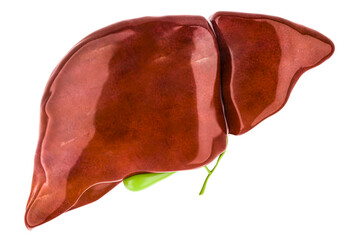Human liver with gallbladder, 3D rendering isolated on transparent background - 649041462